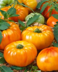 Tomato Chefs Choice Bi Color