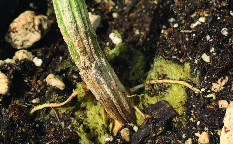 cannabis root rot