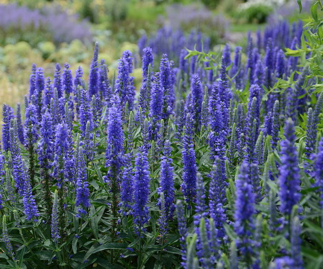 Veronica ‘Moody Blues Dark Blue’ - Greenhouse Product News