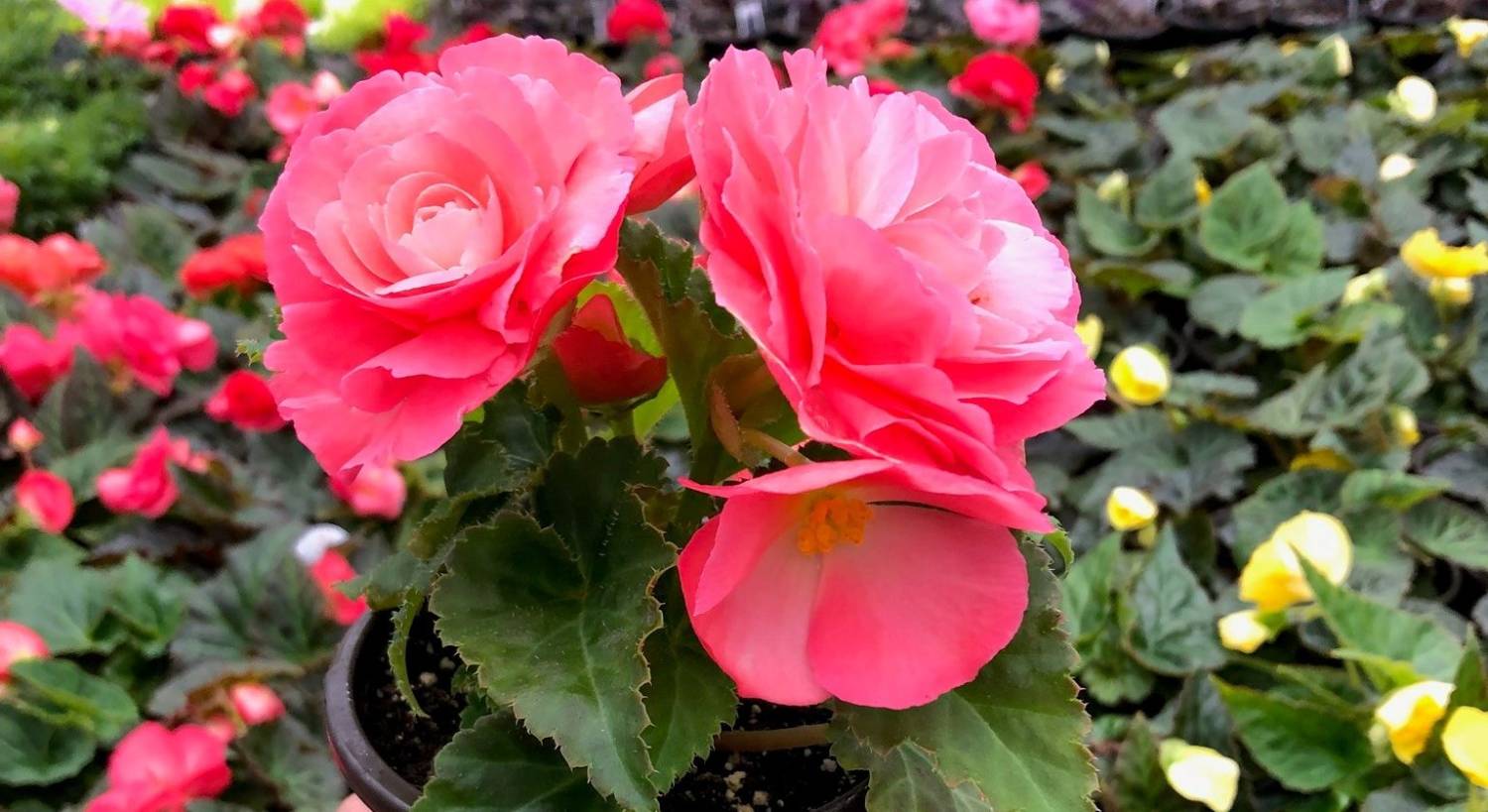 Culture Report: Begonia Prism Series - Greenhouse Product News