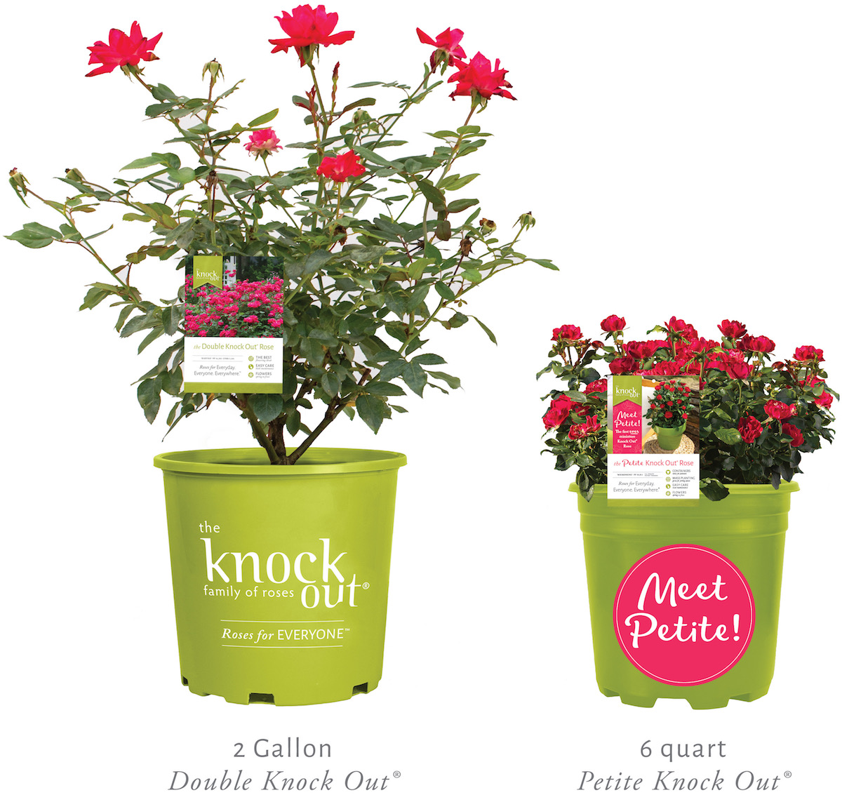 Petite Knock Out Rose Debuts - Greenhouse Product News