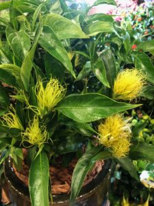 Island Tropical Foliage-Schaueria calytricha 'Yellow Dancer' Golden Plume