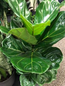 Railroad Nursery-Ficus lyrata Fiddle-Leaf Fig