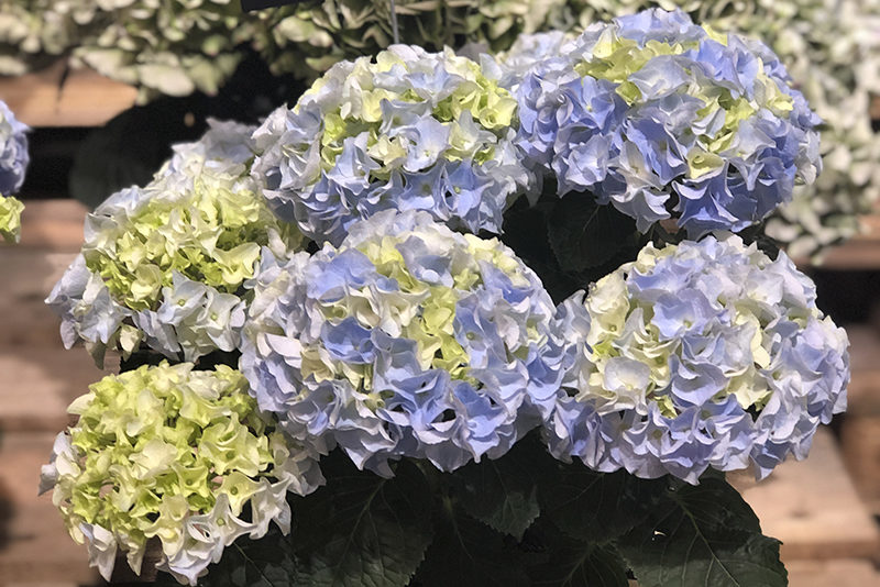 Syngenta Flowers to Exclusively Sell and Market HI Breeding Hydrangea-blue