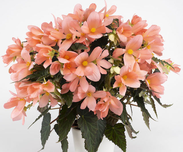 Begonia Florencio - Syngenta Flowers