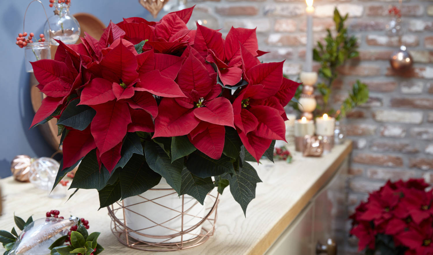 2020 Poinsettia Introductions Greenhouse Product News