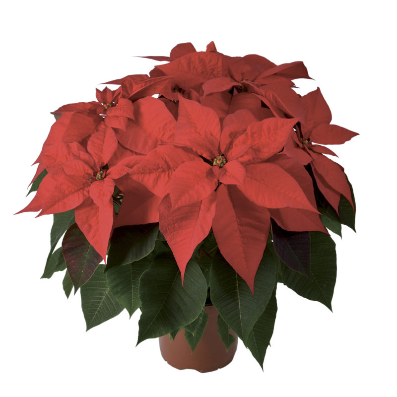 2020 Poinsettia Introductions - Greenhouse Product News