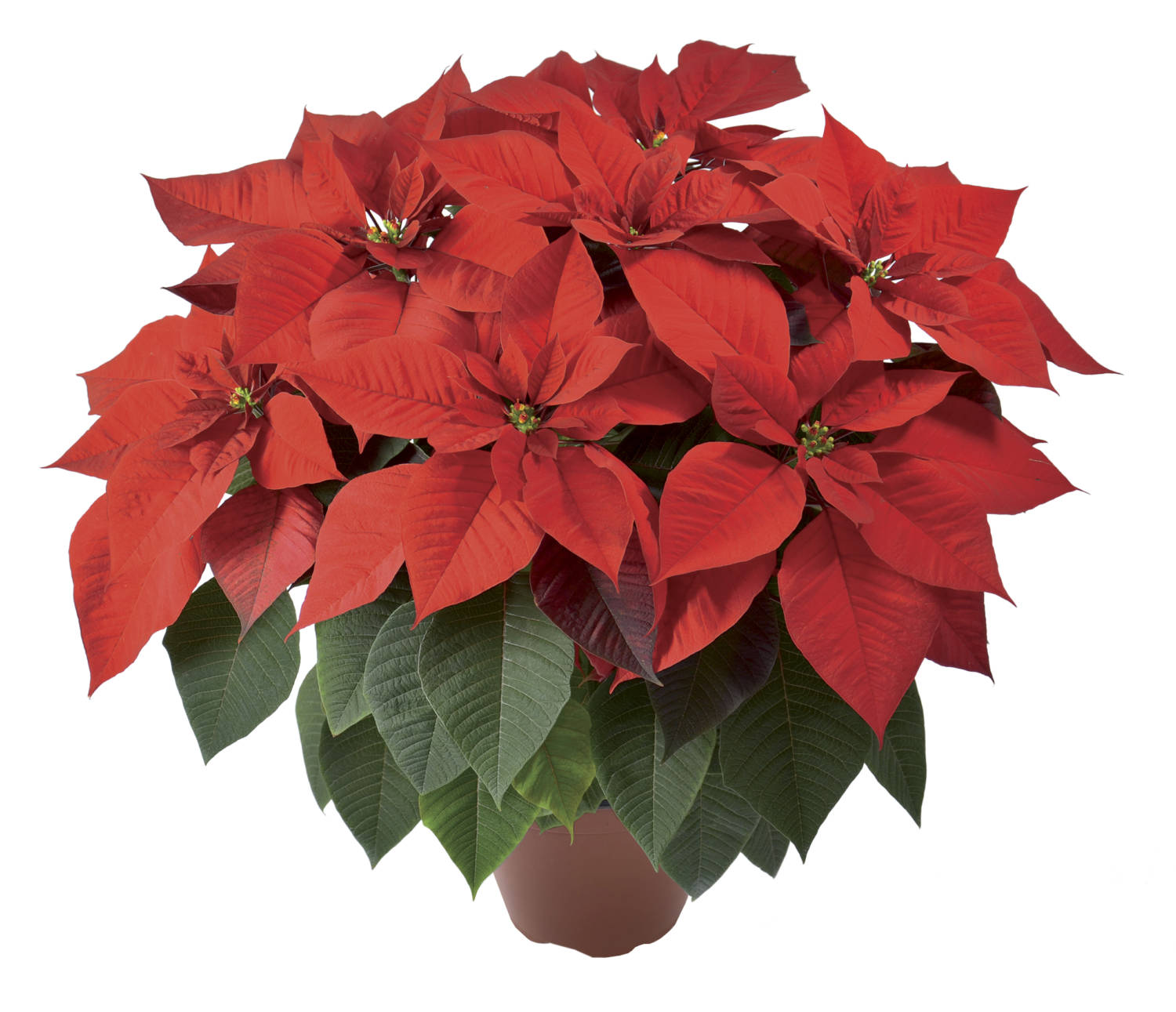 2020 Poinsettia Introductions - Greenhouse Product News