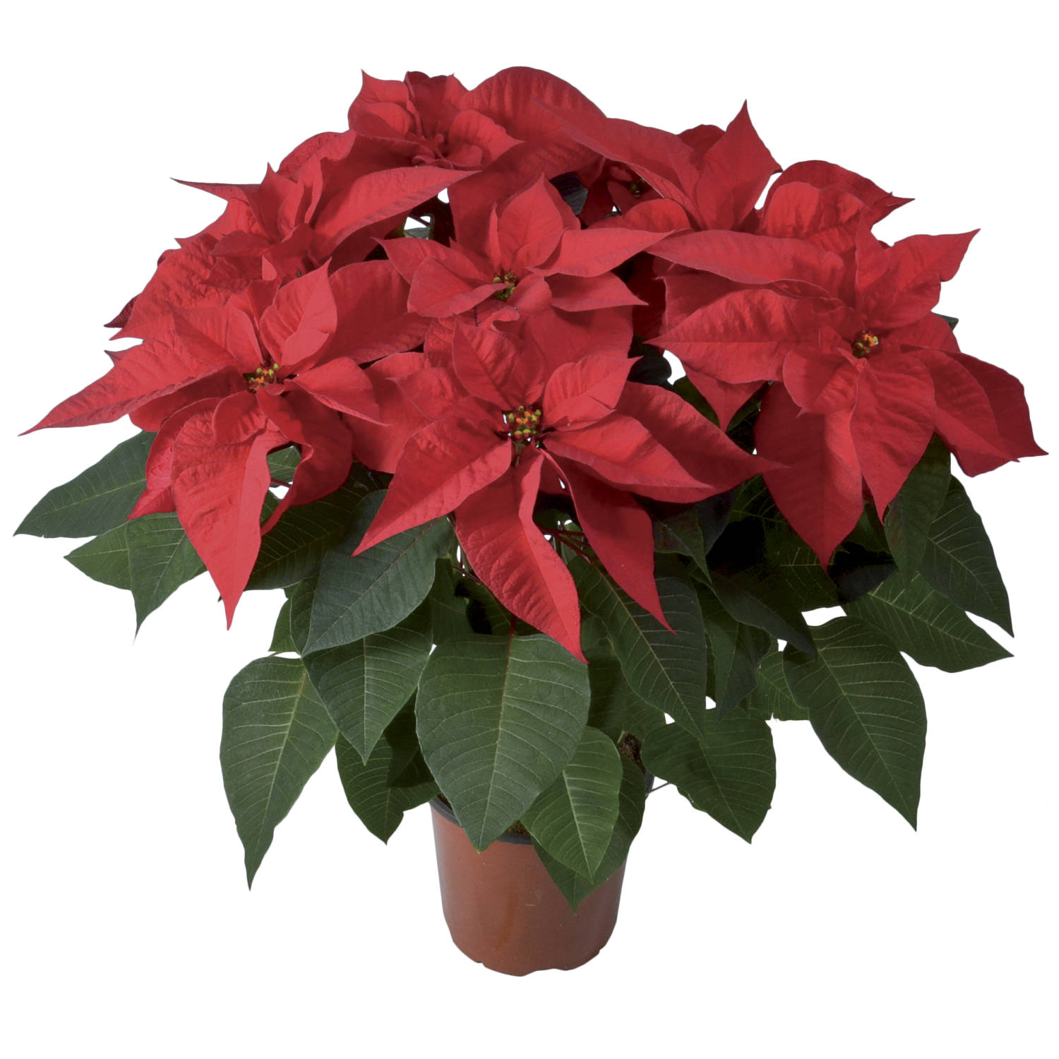 2020 Poinsettia Introductions - Greenhouse Product News