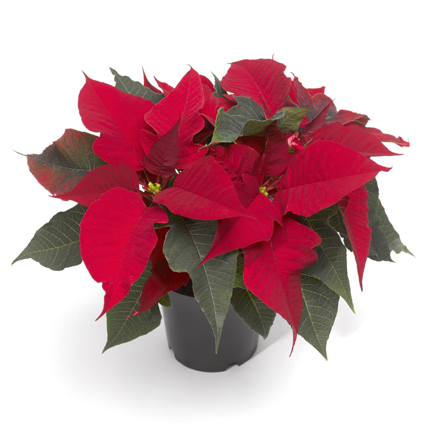 2020 Poinsettia Introductions Greenhouse Product News