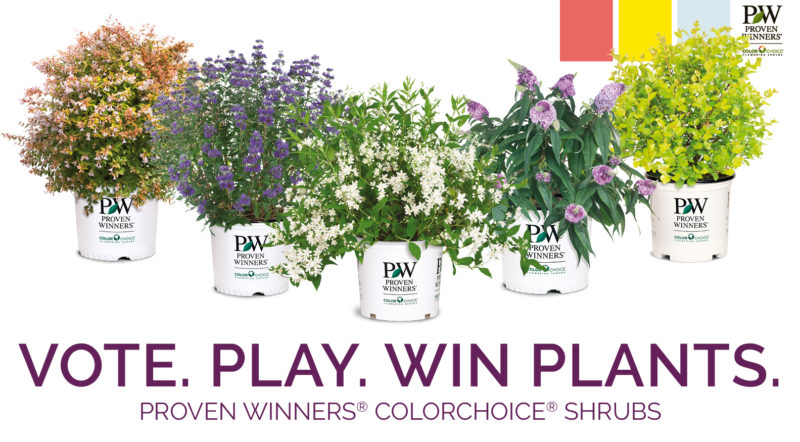 Proven Winners Colorchoice Brings Back Shrub Madness Bracket Competition Greenhouse Product News