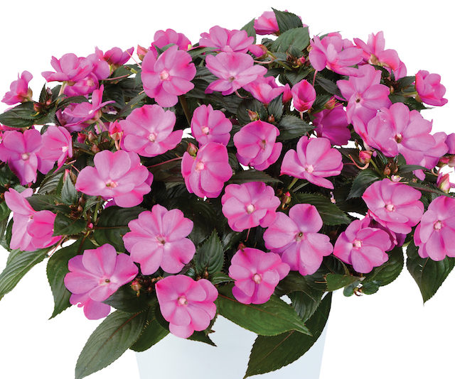 Impatiens Sol-Luna - Greenhouse Product News