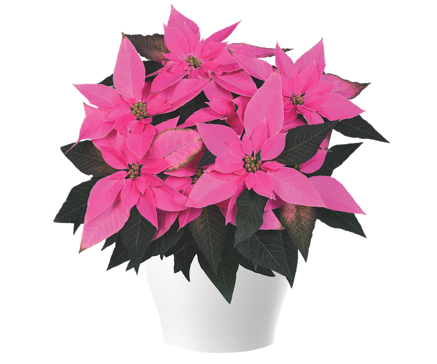 2020 Poinsettia Introductions - Greenhouse Product News