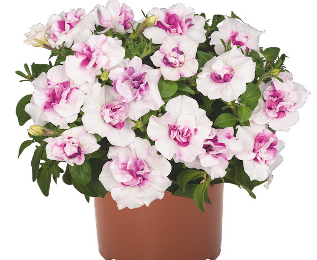 Dummen petunia