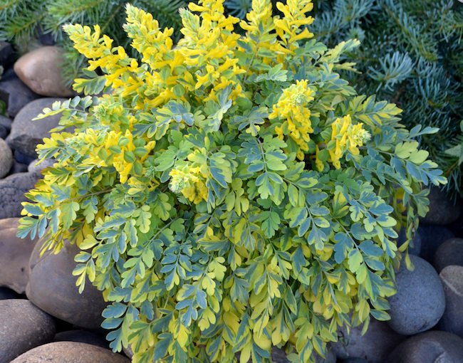 Terra Nova corydalis