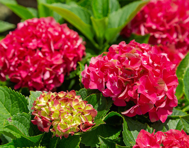 Hydrangea Southern Living