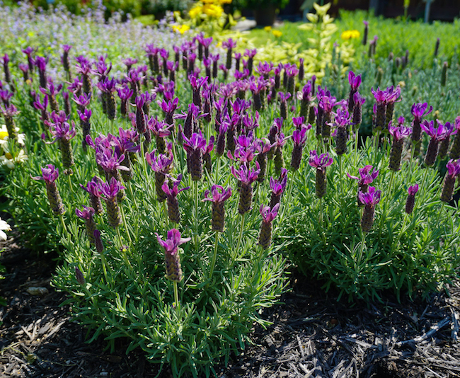 Darwin Perennials lavender