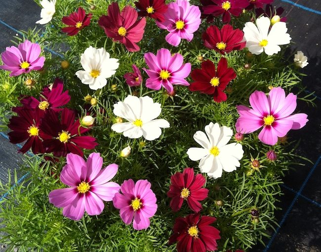 Cosmos Casanova - Hem Genetics