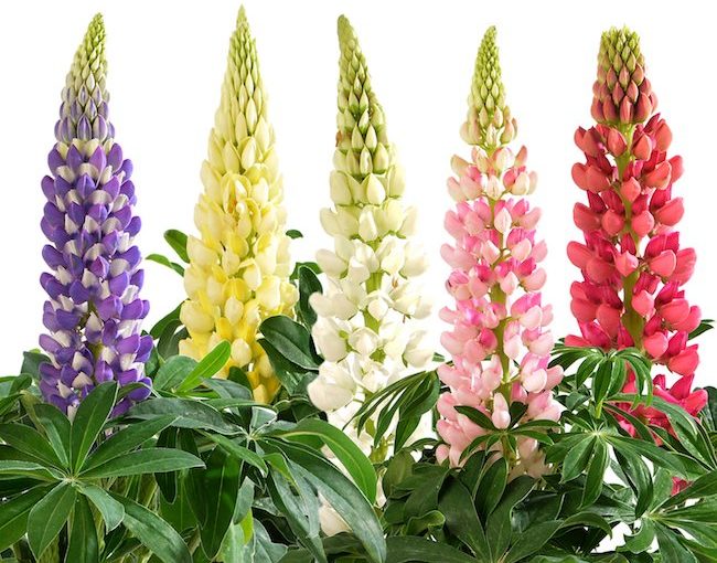 Lupine - Hem