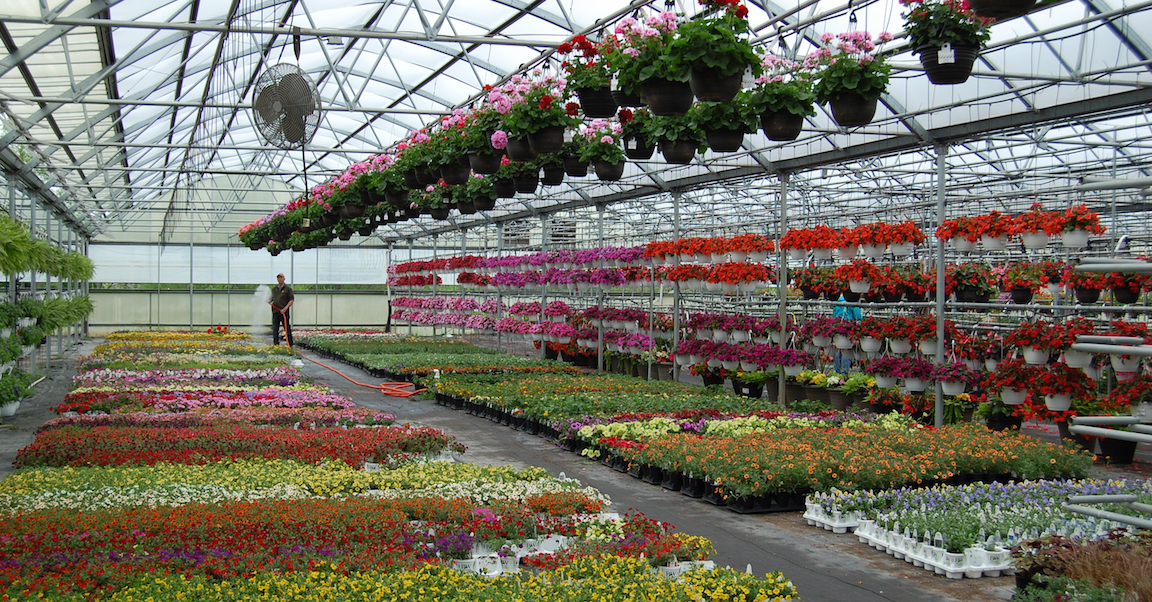 Michigan Governor Eases Restrictions on Garden Centers, Greenhouses ...