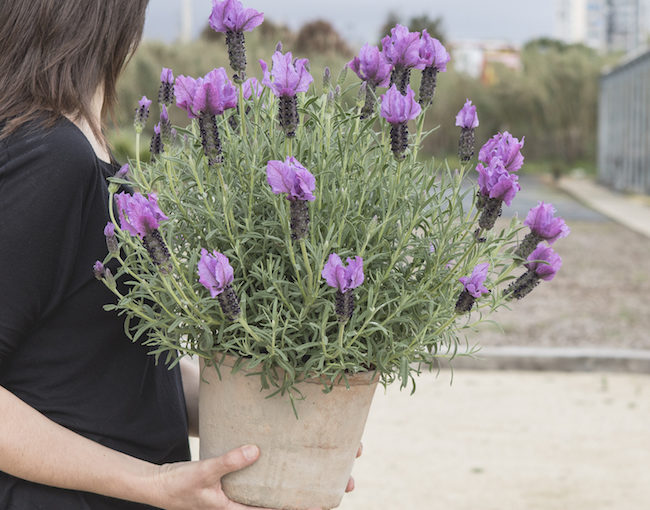 Lavender - PPL