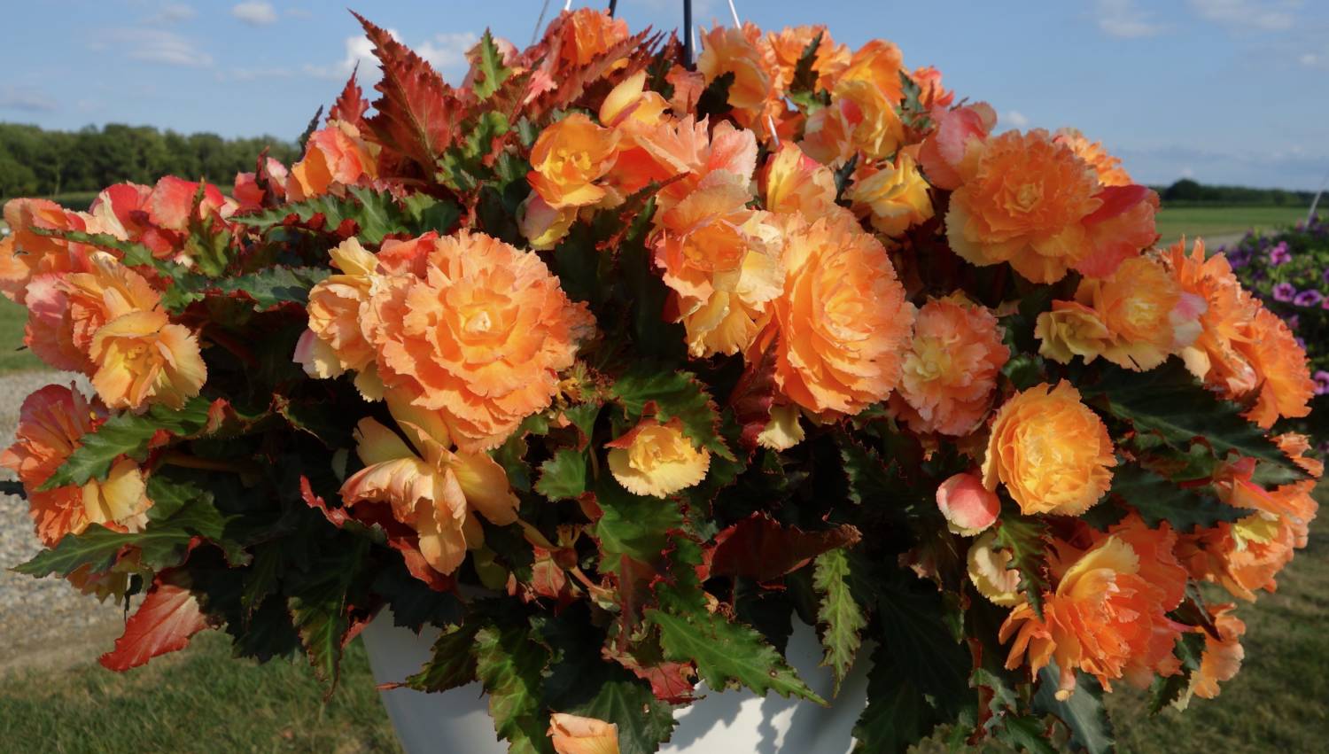 Bodacious Begonias - Greenhouse Product News