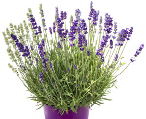 Hishtil lavender