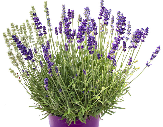 Hishtil lavender