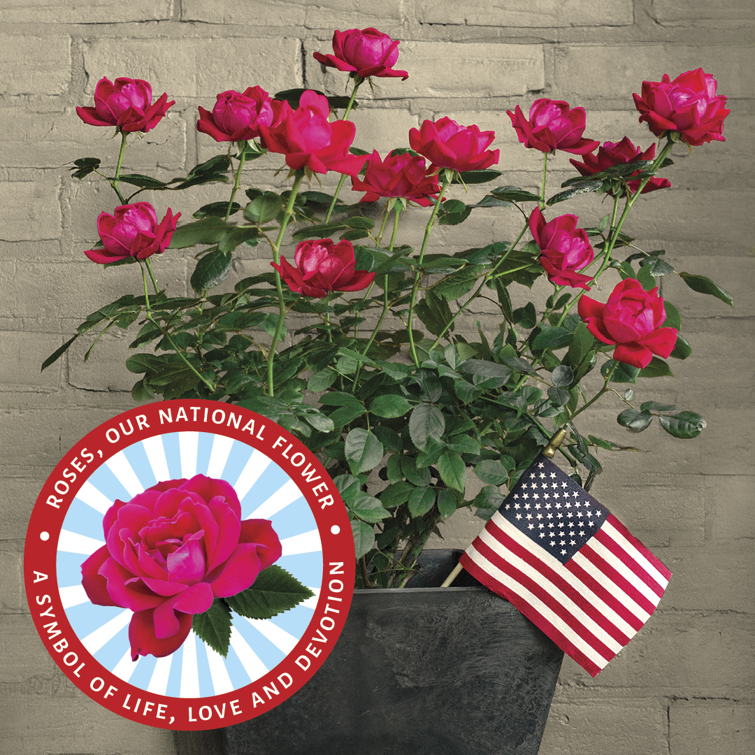 Double Knock Out® - Star® Roses and Plants