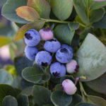 Silver Dollar blueberry