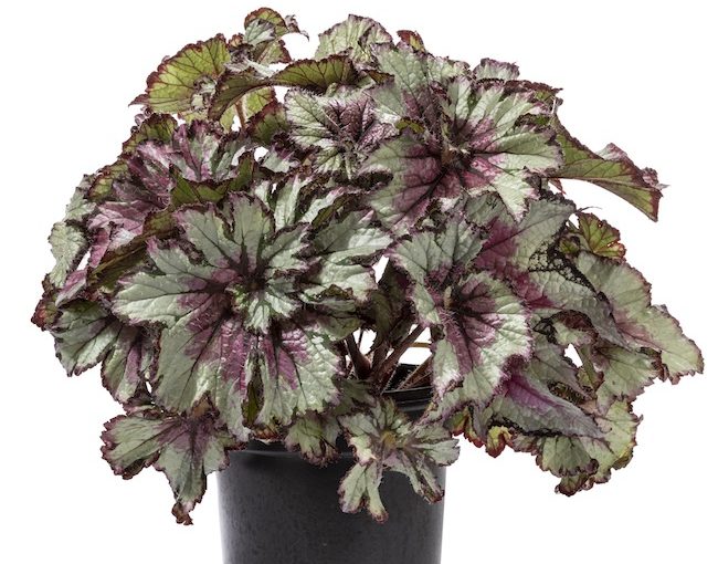 Rex begonia Curly - Green Fuse