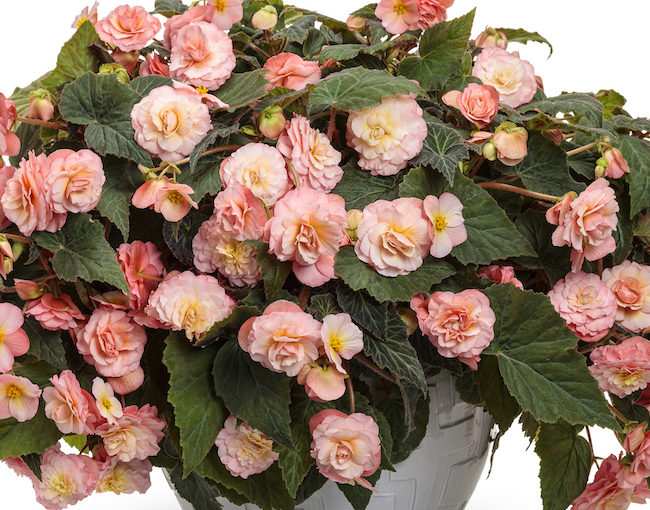 Double Up begonia - Proven Winners