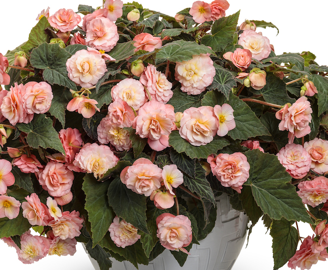 Begonia Double Delight - Greenhouse Product News