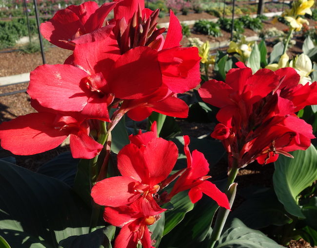 Cannova Canna - Takii