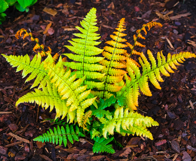 jurassic ferns