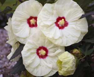 Summerific hibiscus - French vanilla