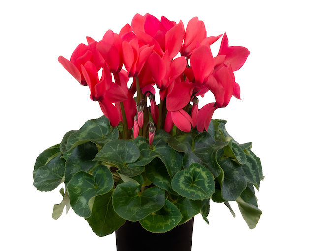 Cyclamen Leopardo - Schoneveld
