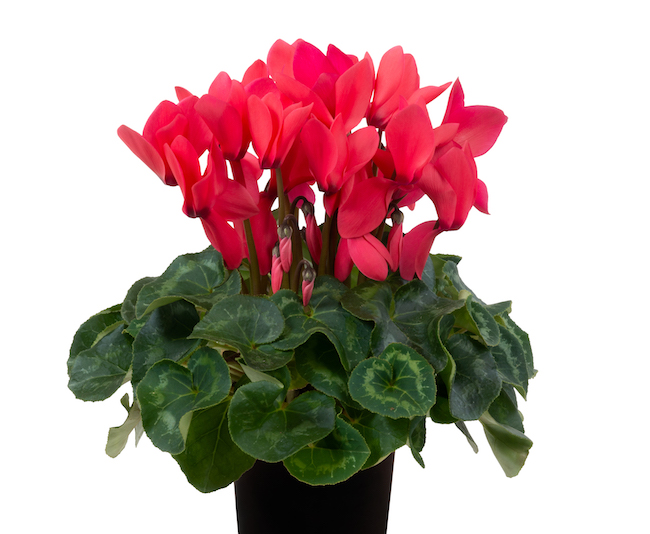 Cyclamen Leopardo - Schoneveld