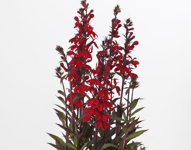 Lobelia Starship - Kieft