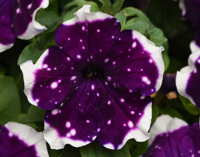 Petunia Main Stage Glacier Sky - Selecta