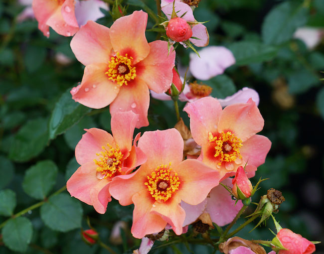 Ringo All Star rose - Spring Meadow