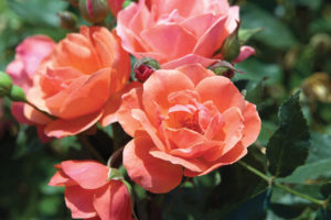Coral Knock Out rose