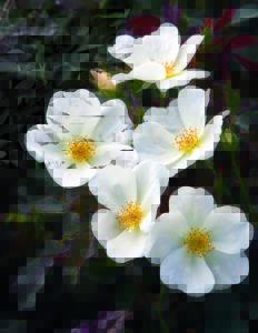 White Knock Out rose