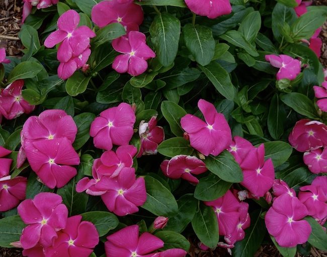 vinca Cora Cascade Syngenta