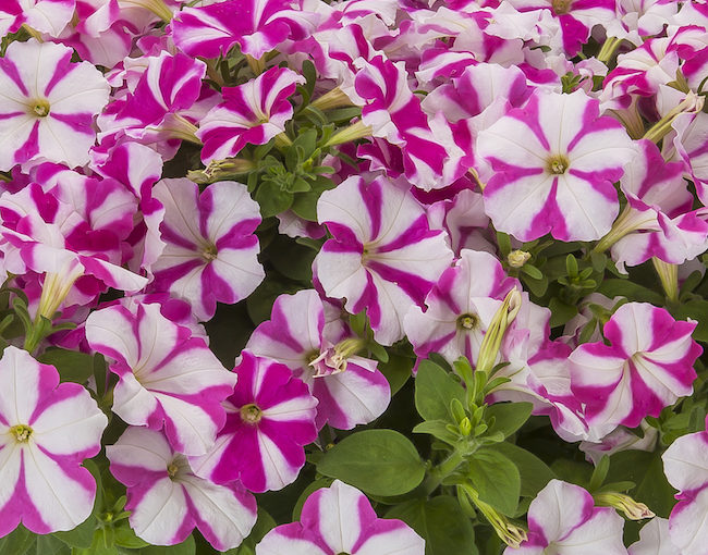FotoFinish petunia