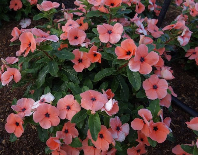 Vinca Quasar