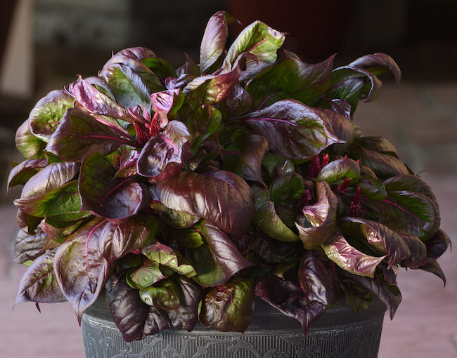 Sol celosia