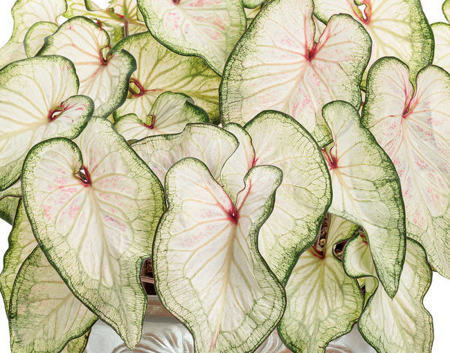 Heart to Heart caladiums
