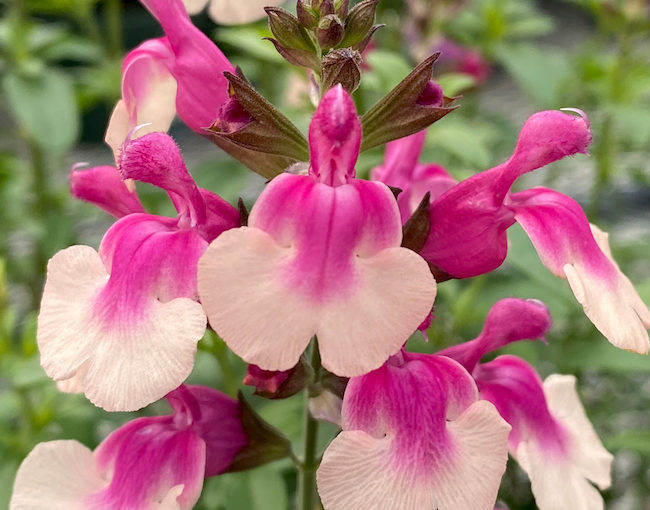 Salvia Mirage - Darwin