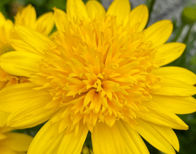 4D osteospermum - Selecta